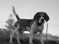 Beagle