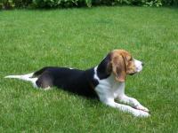 Beagle