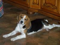 Beagle