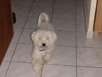 Bichon frisé