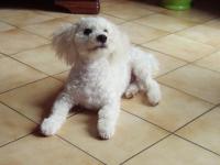 Bichon frisé