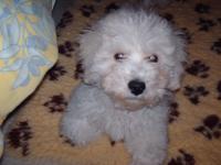 Bichon frisé