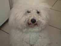 Bichon frisé