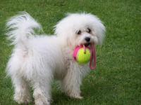 Bichon frisé