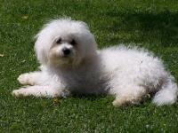 Bichon frisé