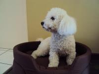 Bichon frisé