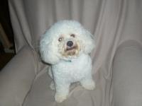 Bichon frisé