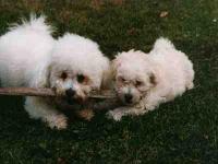 Bichon frisé