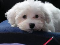 Bichon maltais