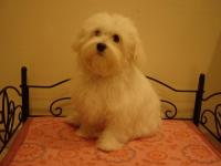 Bichon maltais