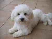 Bichon maltais