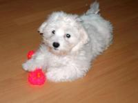 Bichon maltais