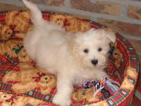 Bichon maltais