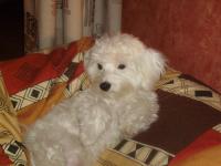 Bichon maltais