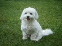 Bichon maltais