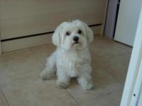 Bichon maltais