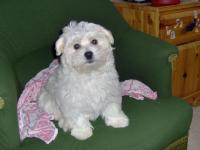 Bichon maltais