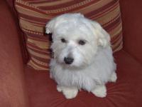 Bichon maltais