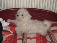 Bichon maltais