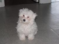 Bichon maltais