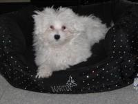 Bichon maltais