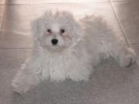 Bichon maltais