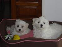 Bichon maltais