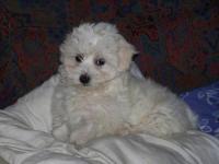 Bichon maltais