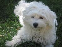 Bichon maltais