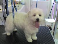 Bichon maltais