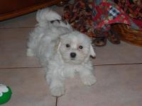 Bichon maltais