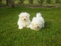 Bichon maltais