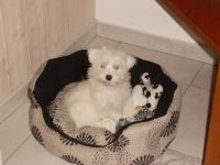 Bichon maltais