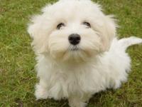 Bichon maltais