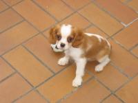 Cavalier king charles