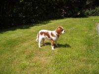 Cavalier king charles