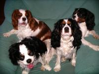 Cavalier king charles