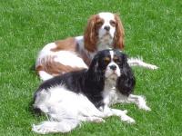 Cavalier king charles