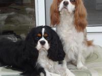 Cavalier king charles