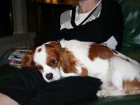 Cavalier king charles