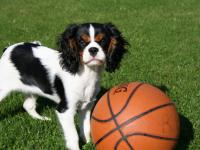 Cavalier king charles