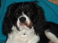 Cavalier king charles