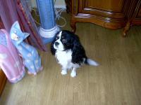 Cavalier king charles