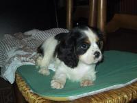 Cavalier king charles