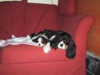 Cavalier king charles