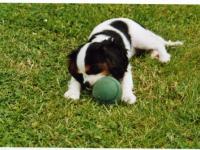 Cavalier king charles