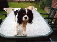 Cavalier king charles