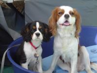 Cavalier king charles