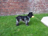 Cocker anglais (spaniel)