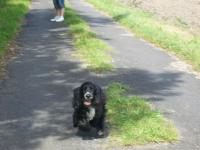 Cocker anglais (spaniel)